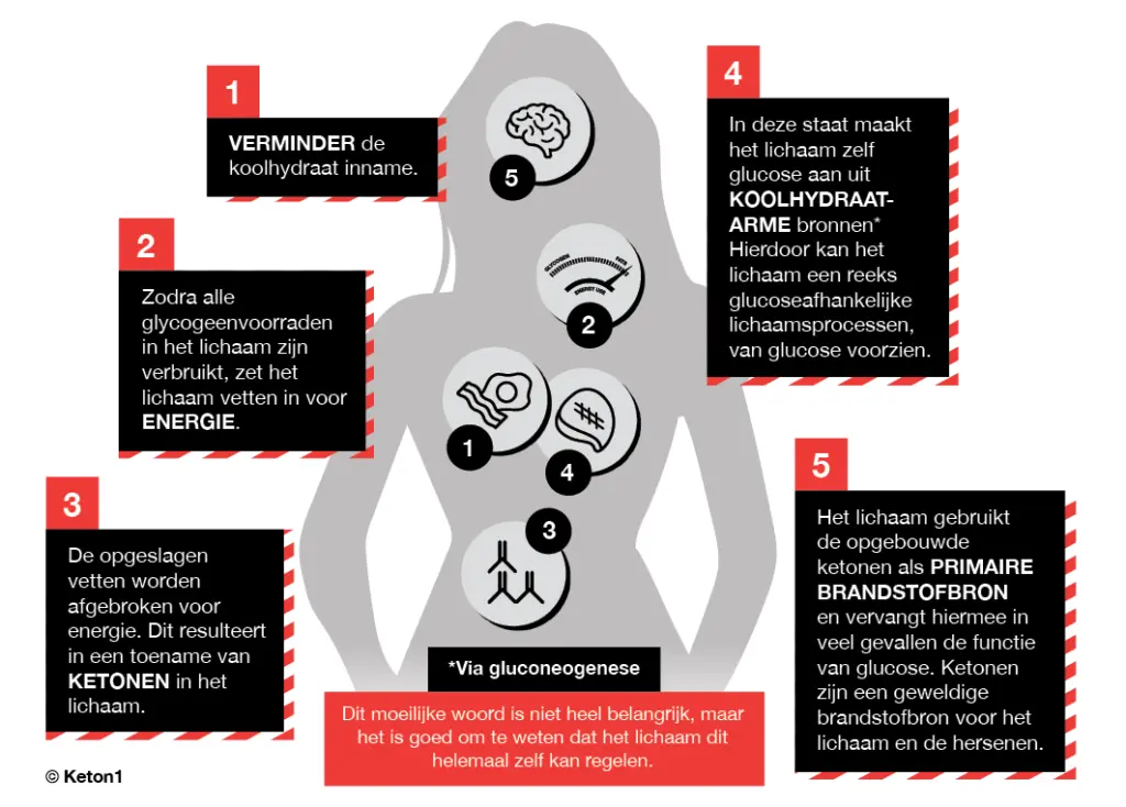 Hoe maakt ketose gebruik van vetverbranding in het lichaam. we leggen het uit.